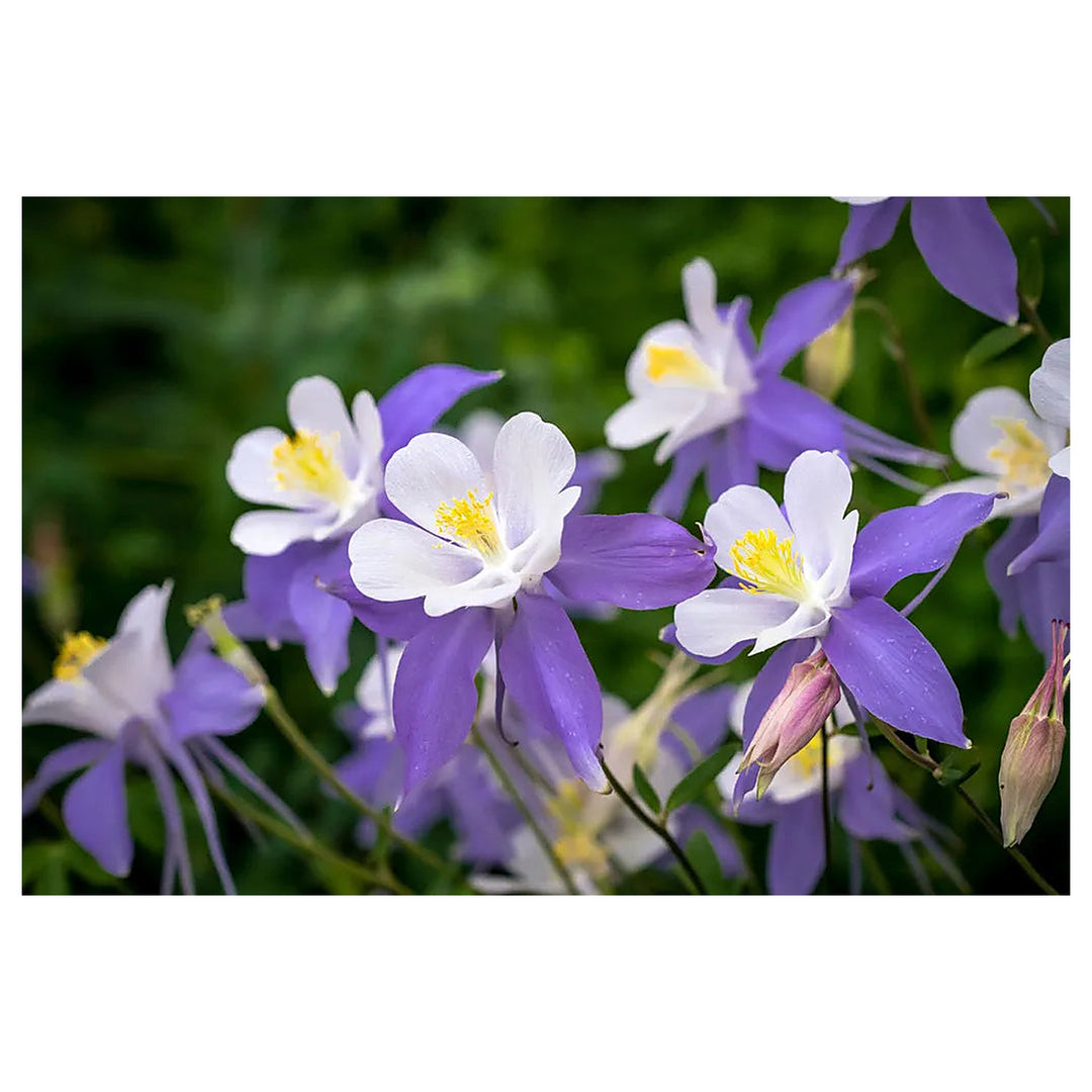 Heirloom Aquilegia Flower Seeds, Non-GMO Columbine Blooms for Colorful Garden Planting | Neera Seeds product photo [neera-v4-cd7f31d57b9db27f624e]