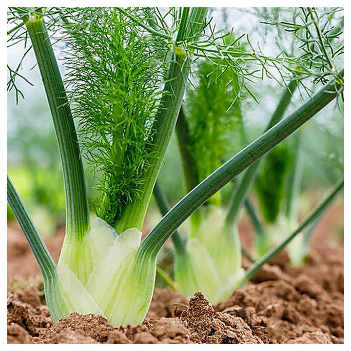Florence Fennel Seeds for Planting – Heirloom &amp; Non-GMO Bulbing Herb for Culinary &amp; Medicinal Gardens | Neera Seeds product photo [neera-v4-cd88e064d6643270d04a]