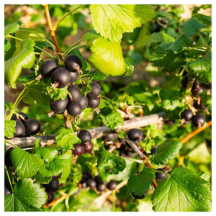 Grosella Negra (Black Currant) Fruit Seeds – Organic &amp; High Germination | Neera Seeds product photo [neera-v4-cd909407659f430c48d1]