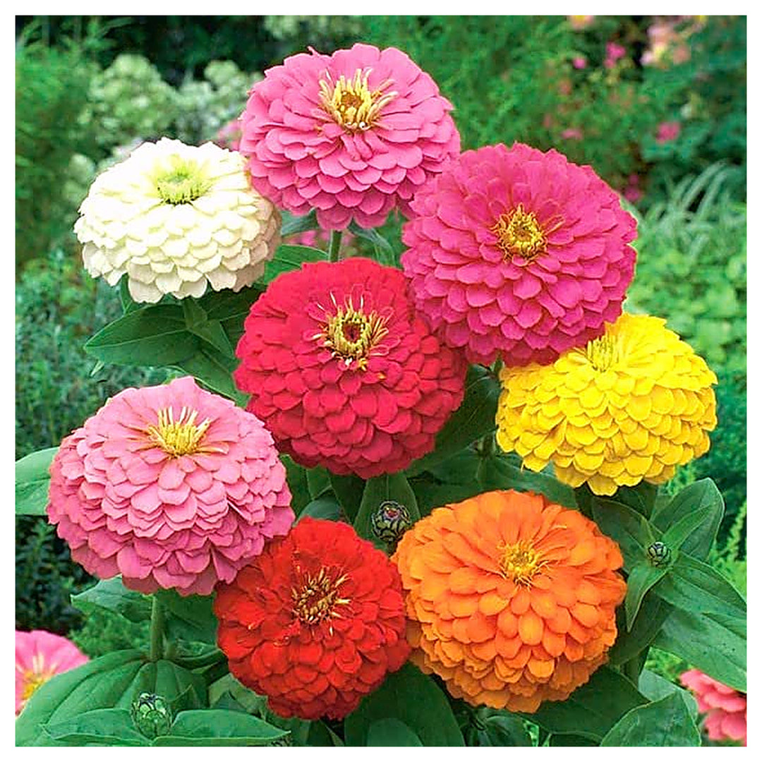 Cactus Zinnia For Planting Zinnia Elegans For Flower Border And Backyard Garden Flower Seeds for | Neera Seeds product photo [neera-v4-cd92aa10c3d052cb3e7e]
