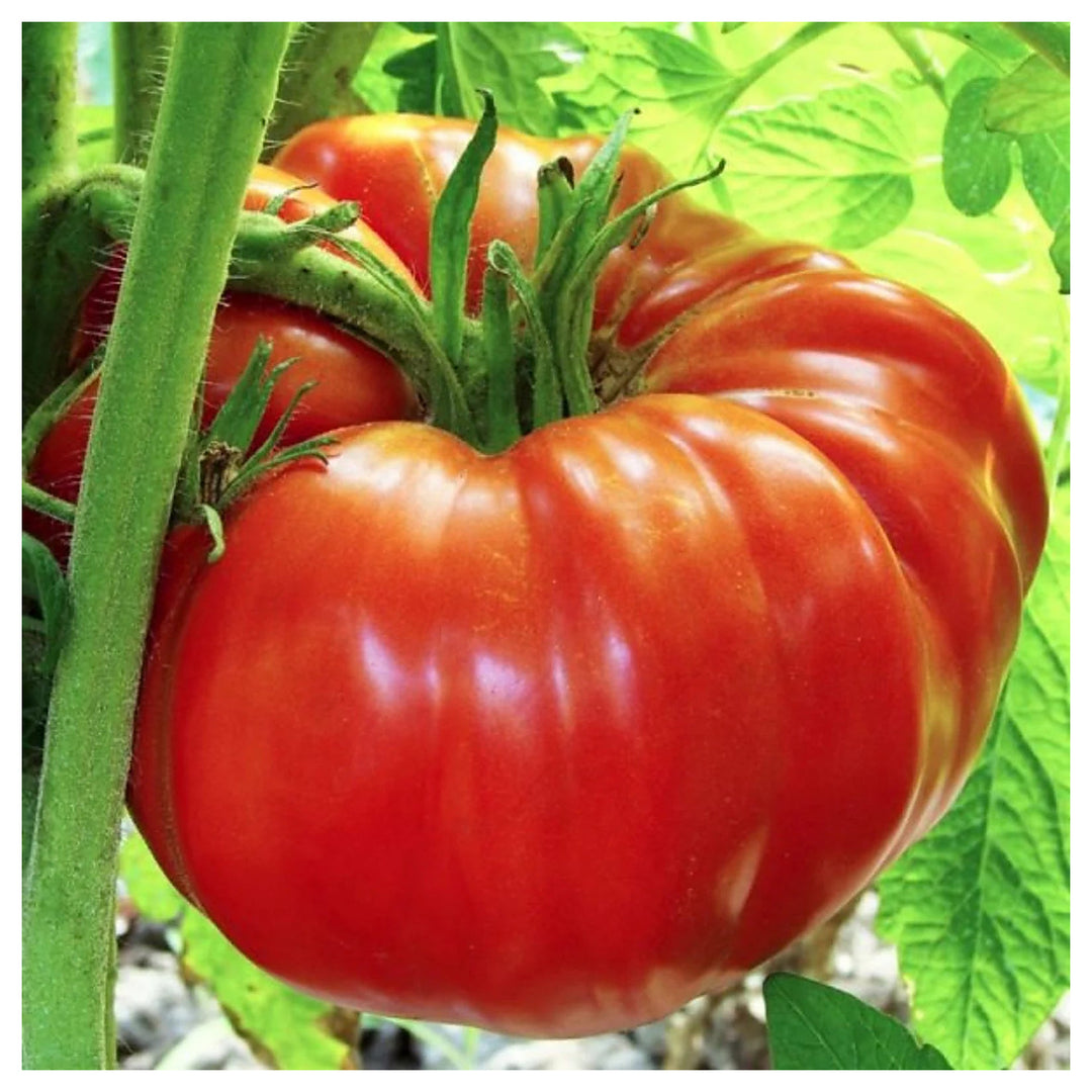 Red Giant Tomato Seeds for Planting – Heirloom, Non-GMO, High Germination Organic Garden Seeds | Neera Seeds product photo [neera-v4-cd96944e9d15d94a7f2b]