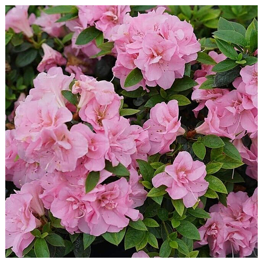 Heirloom Rhododendron Flower Seeds for Planting – Mixed Colors, Non-GMO Perennial Blooms, High Germination | Neera Seeds product photo [neera-v4-cda009475e2efe40efc3]