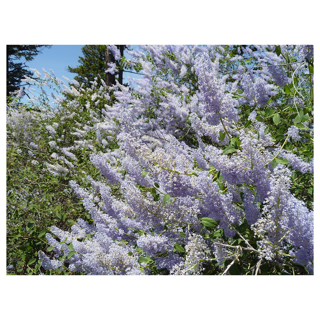 Integerrimus Flower Seeds for Planting, NON GMO Seeds | Neera Seeds product photo [neera-v4-cda76264302df7ee9f8f]
