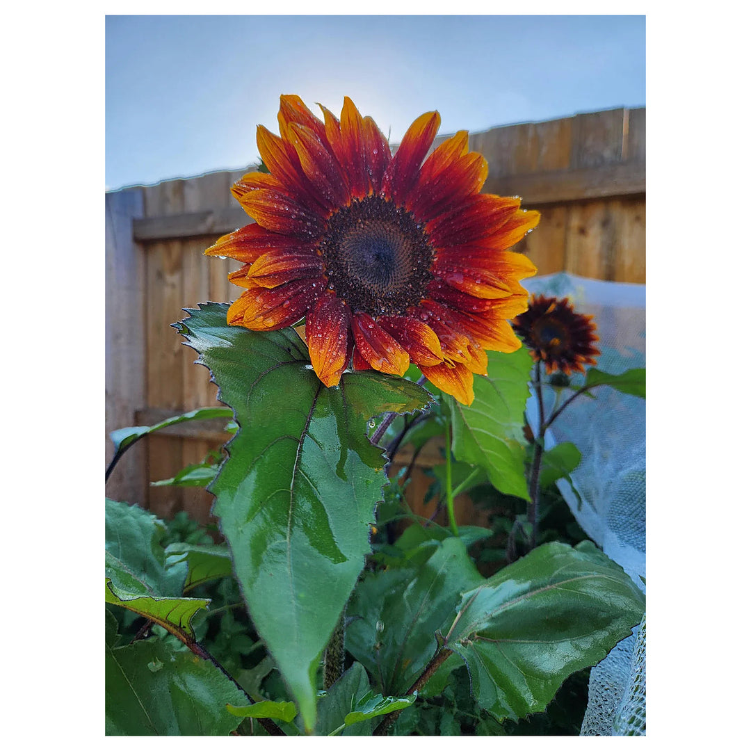 Orange Red Sunflower Seeds – Heirloom Non-GMO Seeds for Planting – High Germination Organic Garden Seeds | Neera Seeds product photo [neera-v4-cdac38aa0991d9b6904e]