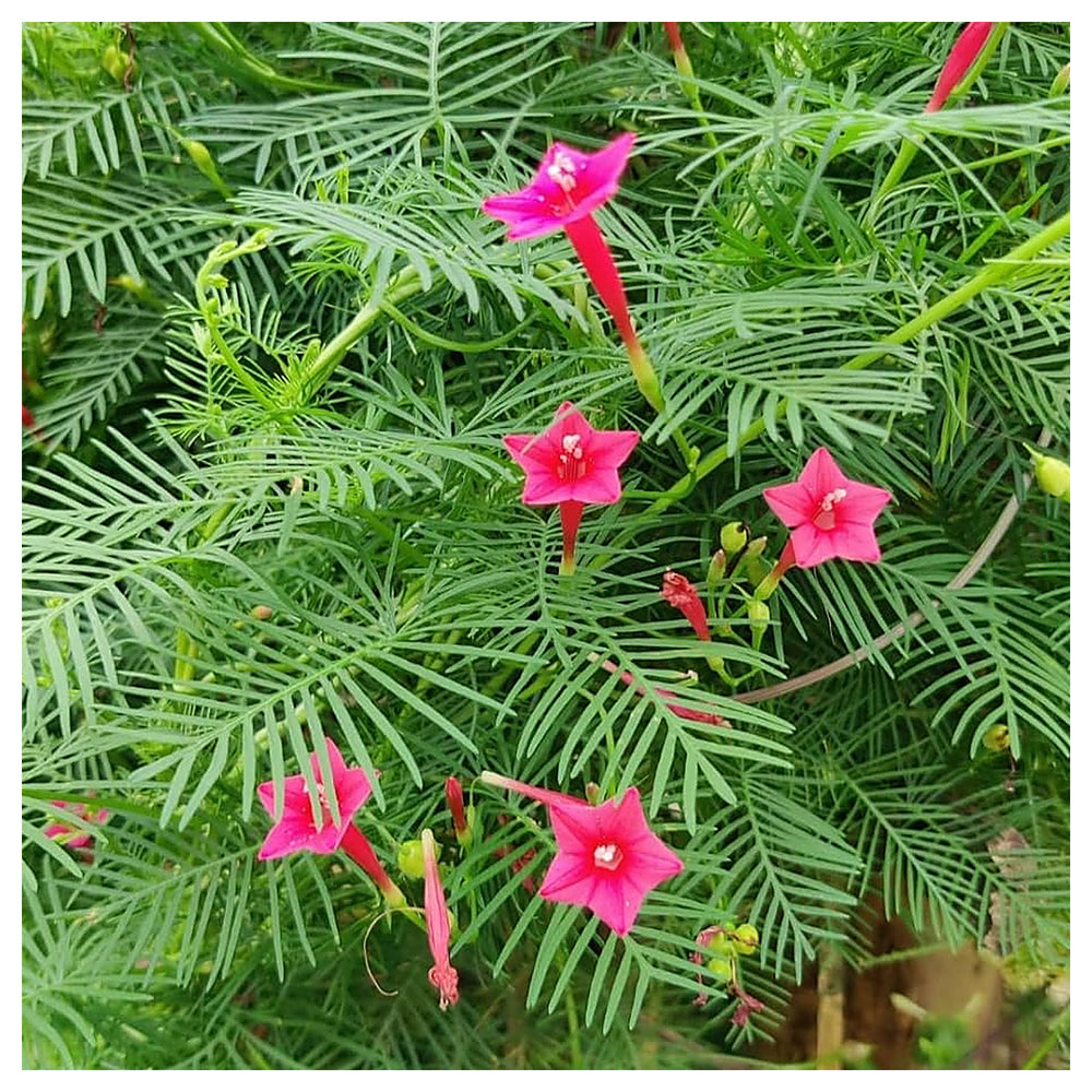 Pink Vinca Art Cypress Creeper Flower Seeds for Planting – Non-GMO, Heirloom, High Germination Seeds | Neera Seeds product photo [neera-v4-cdb8a74b5ae88c2d37d1]