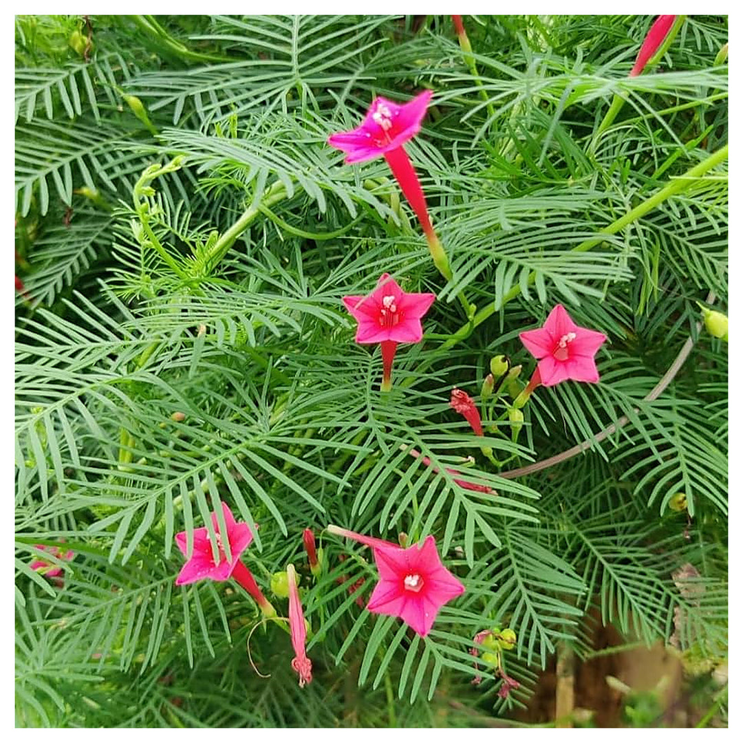 Pink Vinca Art Cypress Creeper Flower Seeds for Planting – Non-GMO, Heirloom, High Germination Seeds | Neera Seeds product photo [neera-v4-cdb8a74b5ae88c2d37d1]