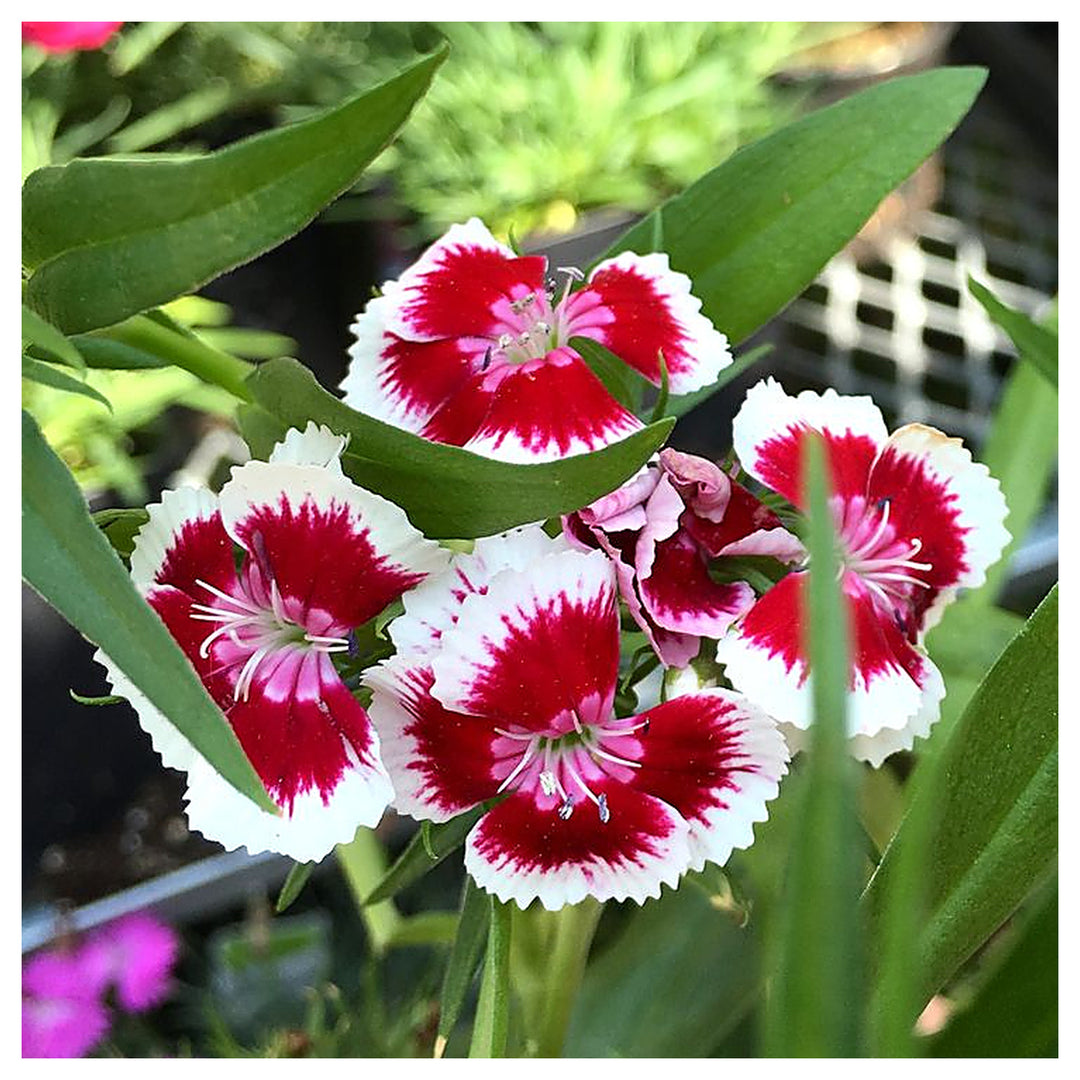 White Red Dianthus Flower Seeds – Heirloom, Non-GMO Seeds for Planting Bright Garden Blooms | Neera Seeds product photo [neera-v4-cdbaecbdc631b8bd1373]