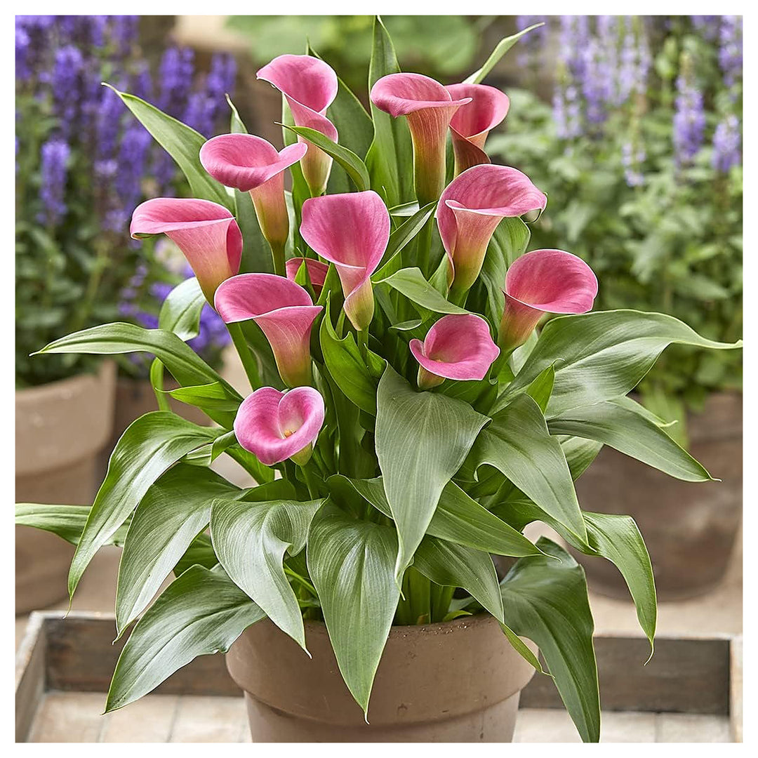Heirloom Non-GMO Pink Zantedeschia Calla Lily Flower Seeds for Planting – Garden Blooms, High Germination | Neera Seeds product photo [neera-v4-cdbc9025a50e5d34b8d9]