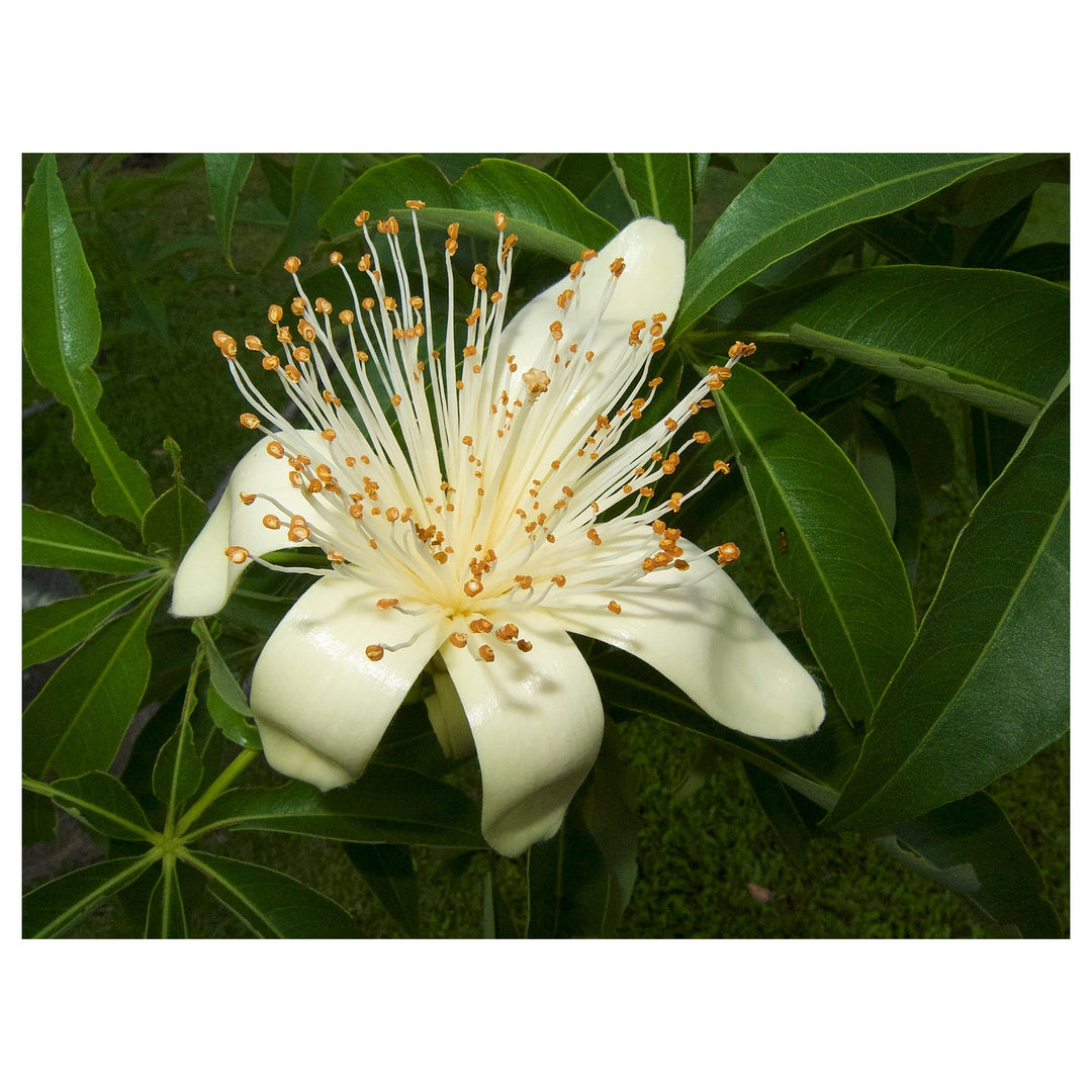 Adansonia Gregorii Seeds (Australian Baobab) – Heirloom Non-GMO Rare Tree Seeds for Planting | Neera Seeds product photo [neera-v4-cdc15b911aee931b85ef]