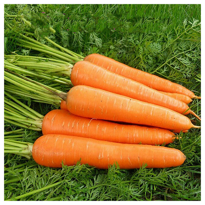 Kuroda Carrot Seeds for Planting – Heirloom, Non-GMO Vegetable Seeds for Home Gardens and Organic Farming | Neera Seeds product photo [neera-v4-cdd9fb35f337ec7b0b53]