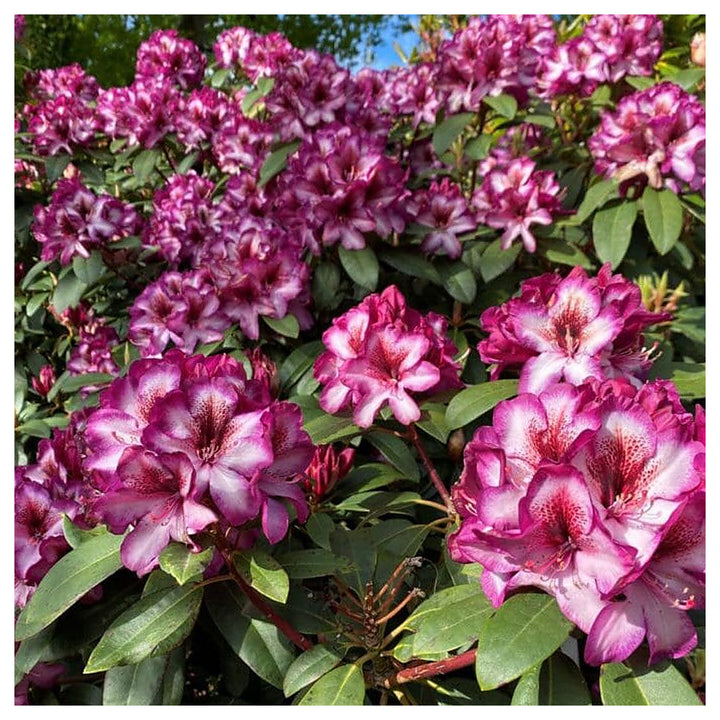 Pink Rhododendron Hans Flower Seeds for Planting - Heirloom Non-GMO High Germination Organic Garden Seeds | Neera Seeds product photo [neera-v4-cddb2e71c9701bc3d74f]