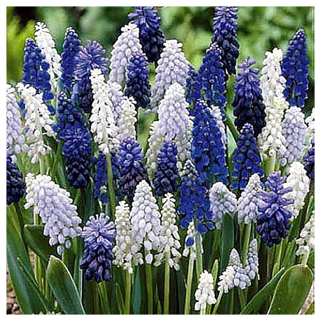 Grape Hyacinth Seeds – Delft Blue Muscari Heirloom, Non-GMO, High Germination Organic Garden Seeds for Planting | Neera Seeds product photo [neera-v4-cdf4587958c549554f10]