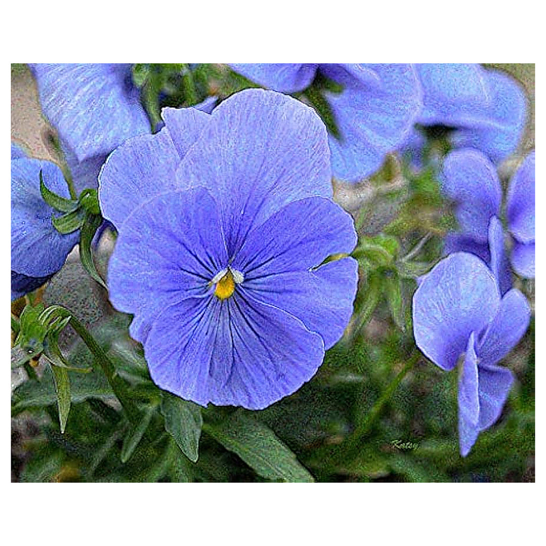 Fresh Blue Pansy Flower Seeds for Planting – Organic, Heirloom, Non-GMO, High Germination Garden Seeds for Vibrant  | Neera Seeds product photo [neera-v4-cdf559da5020ee231092]