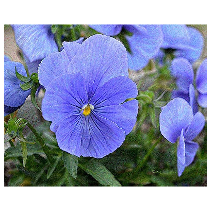 Fresh Blue Pansy Flower Seeds for Planting – Organic, Heirloom, Non-GMO, High Germination Garden Seeds for Vibrant  | Neera Seeds product photo [neera-v4-cdf559da5020ee231092]