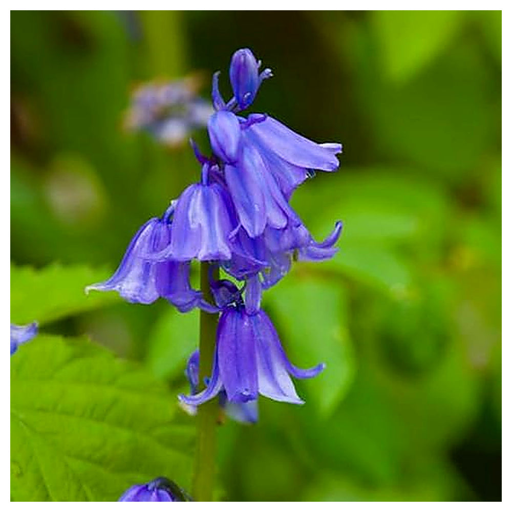 Organic Heirloom Non-GMO Bluebells Flower Seeds for Planting – Spring Blooming Bulbs | Neera Seeds product photo [neera-v4-cdf810924ce36e27b734]