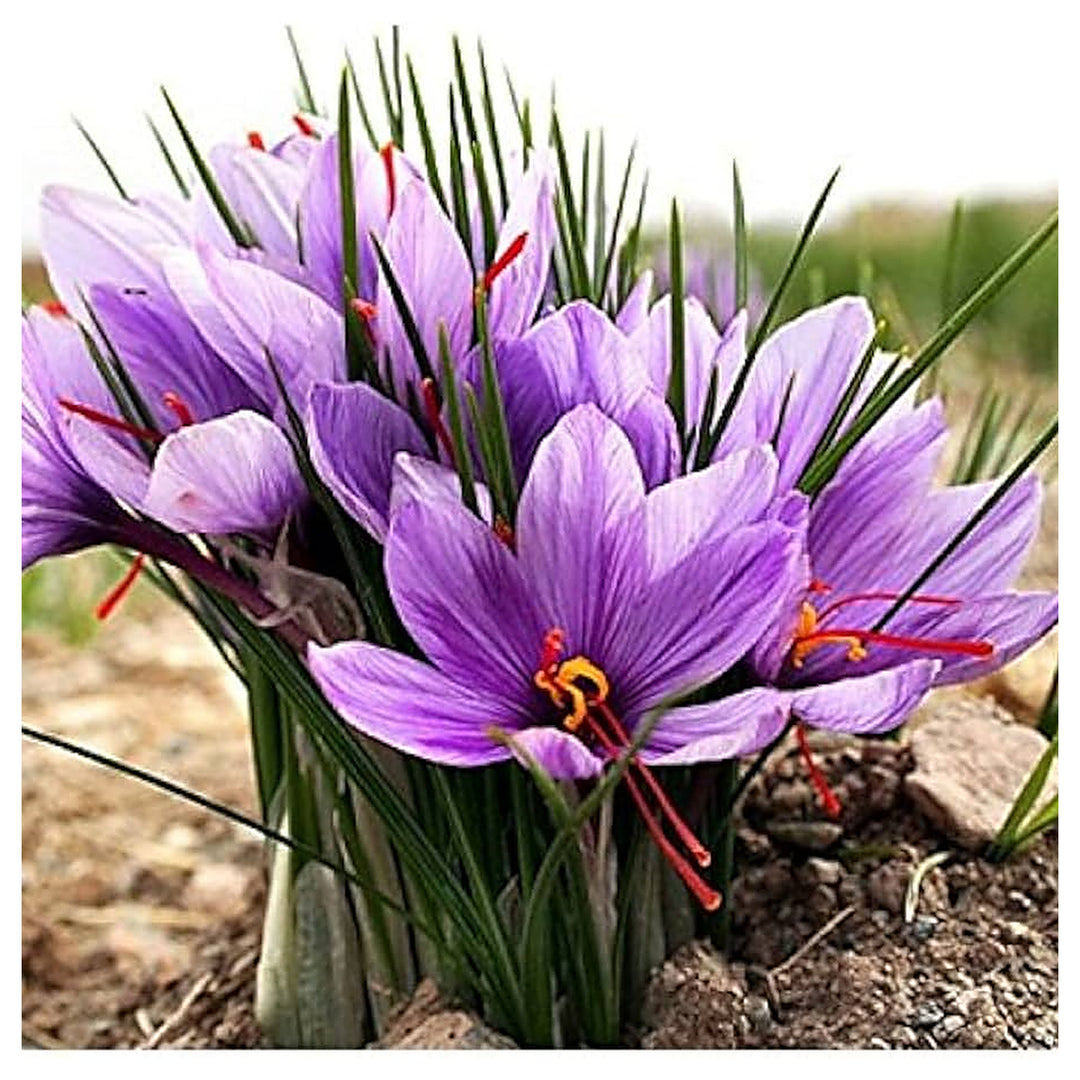 Hatsuga Saffron Crocus Mixed Flower Seeds for Planting – Heirloom, Non-GMO Aromatic Rare Blooms for Garden Beauty | Neera Seeds product photo [neera-v4-ce0a16d61ad4020b5c58]