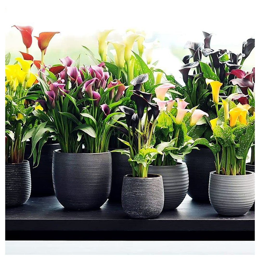 Calla Lily Bonsai Planting Multicolored Diy Flower Garden Flower Seeds Home Garden | Neera Seeds product photo [neera-v4-ce1fc311fe899cd05dec]