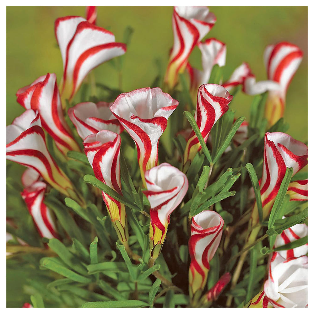 Oxalis Versicolor Orange Seeds for Planting – Heirloom, Non-GMO, High Germination Organic Garden Flower Seeds | Neera Seeds product photo [neera-v4-ce2a08c5a9589e2bdcb3]