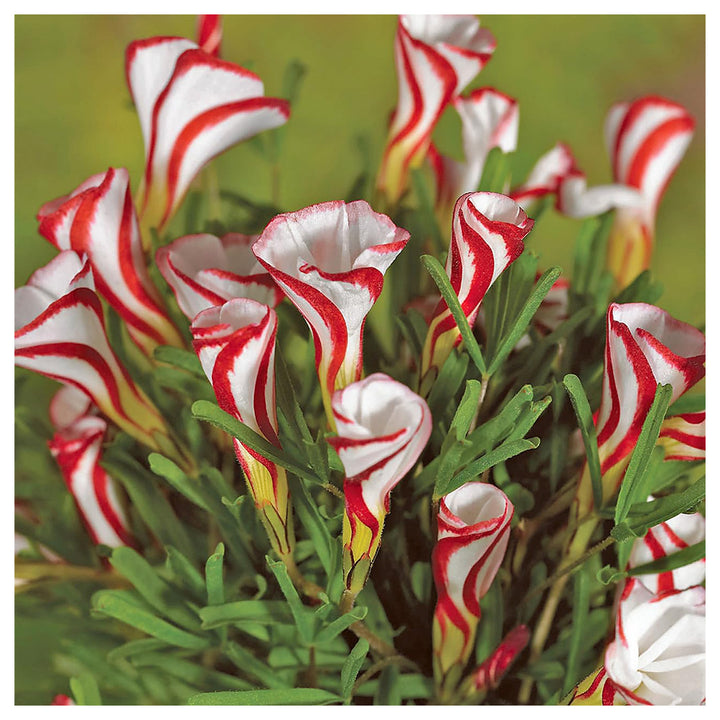Oxalis Versicolor Orange Seeds for Planting – Heirloom, Non-GMO, High Germination Organic Garden Flower Seeds | Neera Seeds product photo [neera-v4-ce2a08c5a9589e2bdcb3]