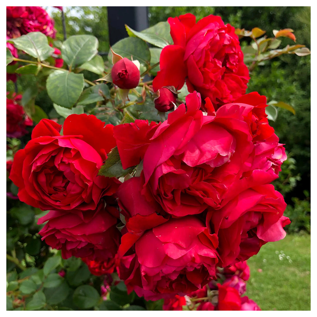 Red Pink Climbing Rose Plant Seeds for Planting Non-GMO Heirloom Garden Seeds for Home and Outdoor Growing | Neera Seeds product photo [neera-v4-ce2ea9b77b4e5740b144]