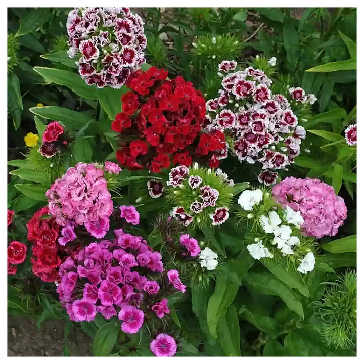 Heirloom Dianthus barbatus Seeds – Non-GMO Flower Seeds for Planting | High Germination Organic Garden Blooms | Neera Seeds product photo [neera-v4-ce3d1b74e91791e656ab]