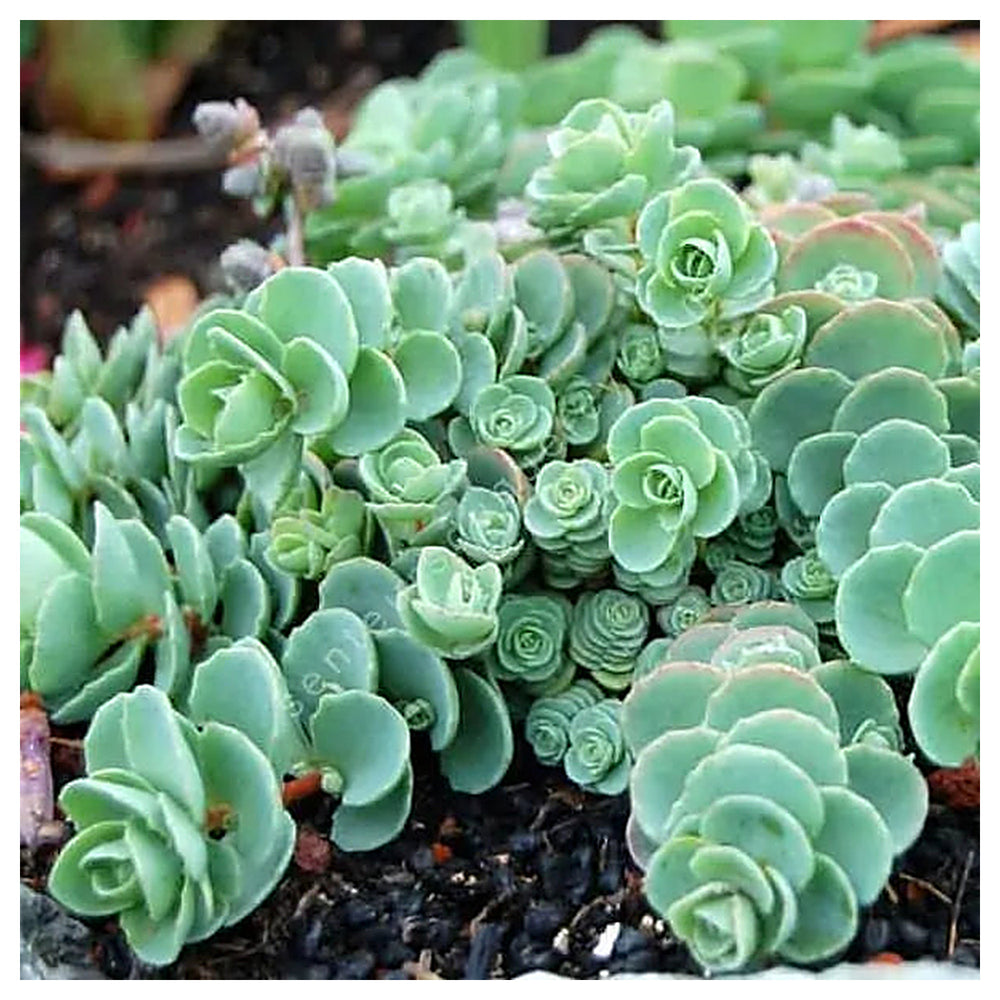 Green Cliff Stonecrop Seeds – Heirloom, Non-GMO Succulent Plant Seeds for Easy Garden Planting | Neera Seeds product photo [neera-v4-ce3eb01d6f2bab052fdb]