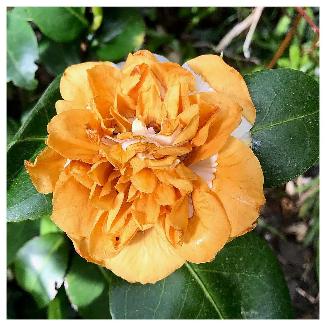 Orange White Camellia Flower Seeds – Non-GMO, for Garden Planting | Neera Seeds product photo [neera-v4-ce4b182f6316875ad31e]