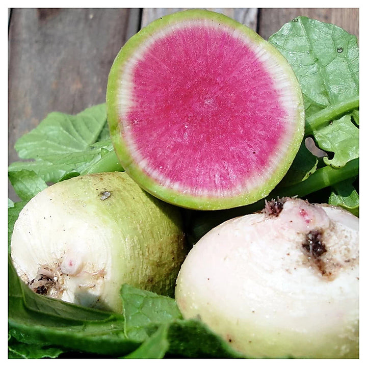 Watermelon Radish Seeds for Planting – Green, Crisp &amp; Nutritious, Heirloom &amp; Non-GMO Seeds for Home Garden | Neera Seeds product photo [neera-v4-ce4b42de5d8ee370f6f3]
