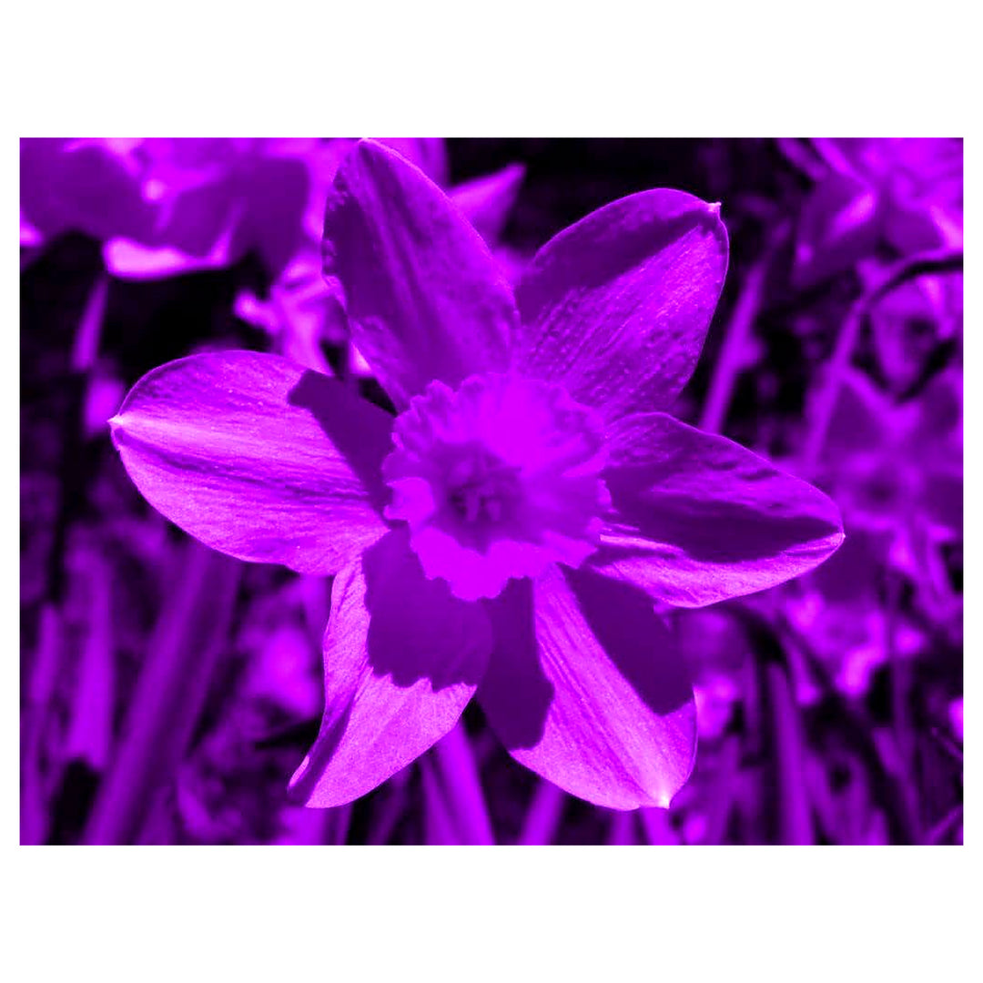 Heirloom Non-GMO Narcissus Tazetta Flower Seeds for Planting – Fragrant Spring Garden Blooms | Neera Seeds product photo [neera-v4-ce5ad065b42ced1bd445]