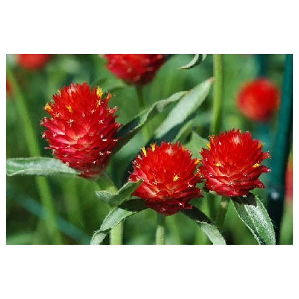 Heirloom Gomphrena Seeds – Non-GMO Flower Seeds for Planting, High Germination Organic Garden Seeds | Neera Seeds product photo [neera-v4-ce5c1c924b2b31b03e95]