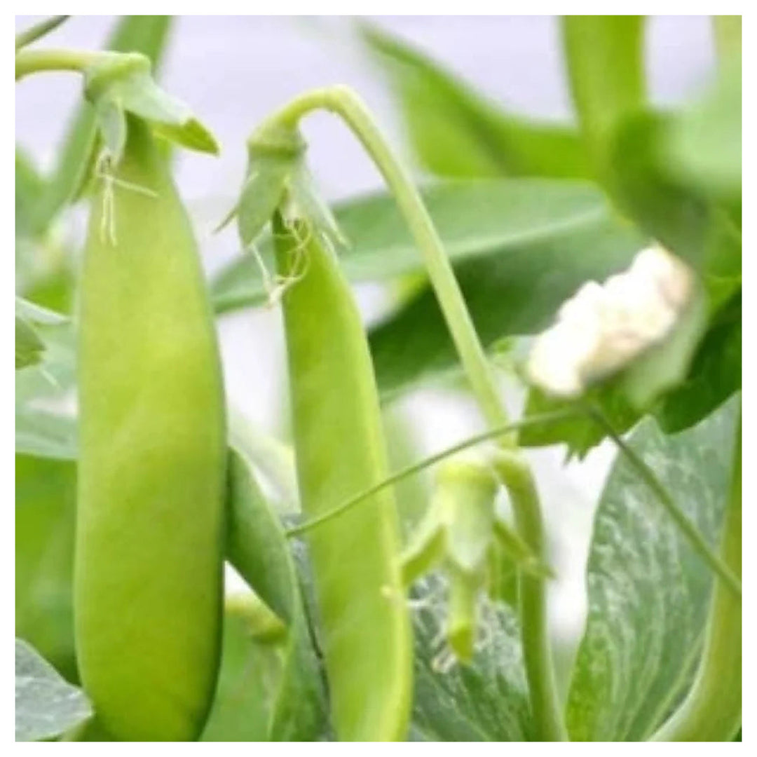 Ct Snow Pea Planting Non Gmo Heirloom Fragrant Climbing Annual Flower Seeds Home Garden | Neera Seeds product photo [neera-v4-ce68781d9b4f1b27409a]