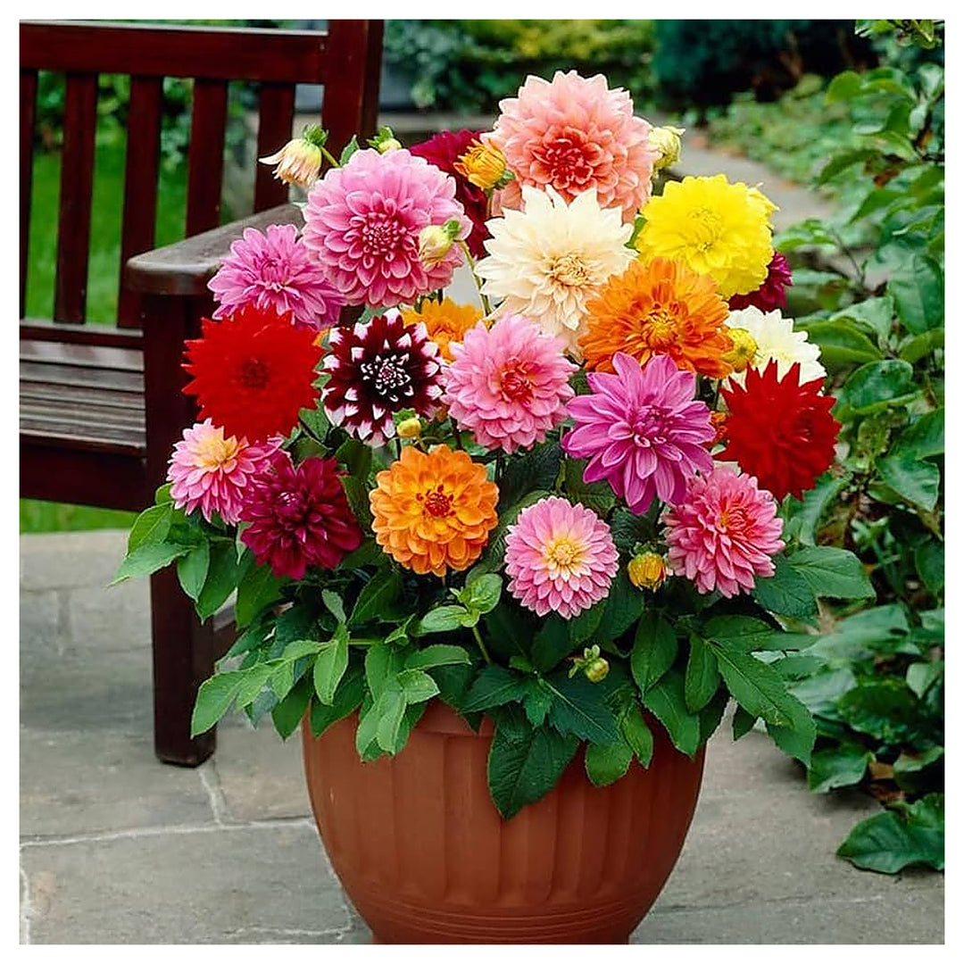 Dalia Bulb High Survival Rate Decorative Shrubs Flower Seeds Home Garden Planting, Colorful | Neera Seeds product photo [neera-v4-ce6a3d71c648e7655642]