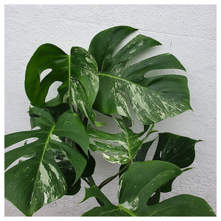 Heirloom Variegata Plant Seeds, Non-GMO Decorative Foliage Seeds for Unique Garden Planting | Neera Seeds product photo [neera-v4-ce80a0e28dcc99b1109f]