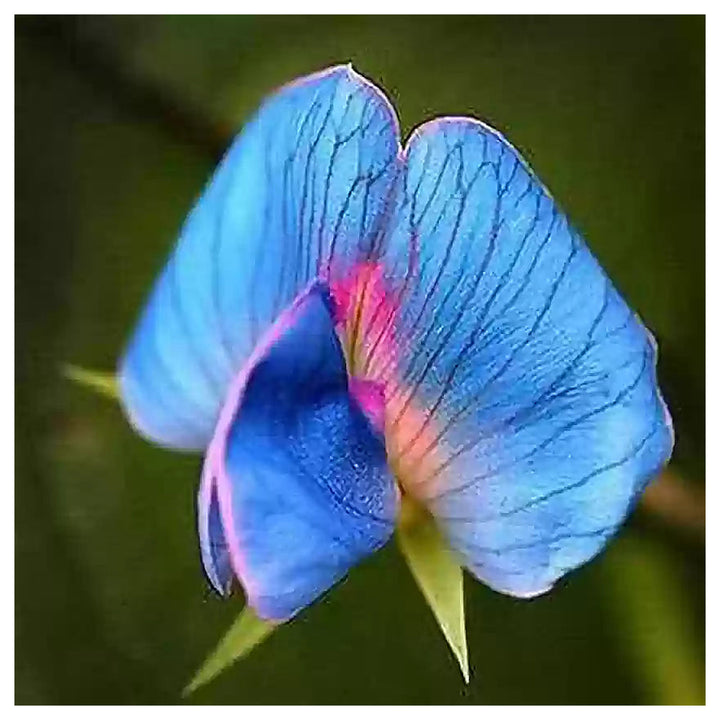 Light Blue Sweet Pea Light Blue Sweet Pea Flower Seeds for Planting – Heirloom Non-GMO Organic Garden Seeds, High G | Neera Seeds product photo [neera-v4-ce919682c71c29553f54]