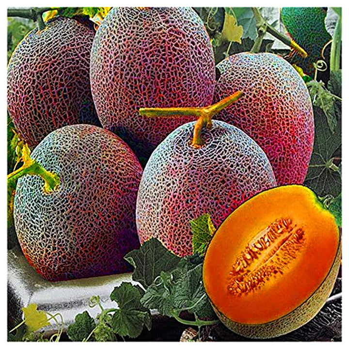 Melon Lesya Fruit Seeds for Planting – Heirloom, Non-GMO, High Germination Organic Garden Seeds for Sweet, Juicy Me | Neera Seeds product photo [neera-v4-ce91bcf94032916ea95b]