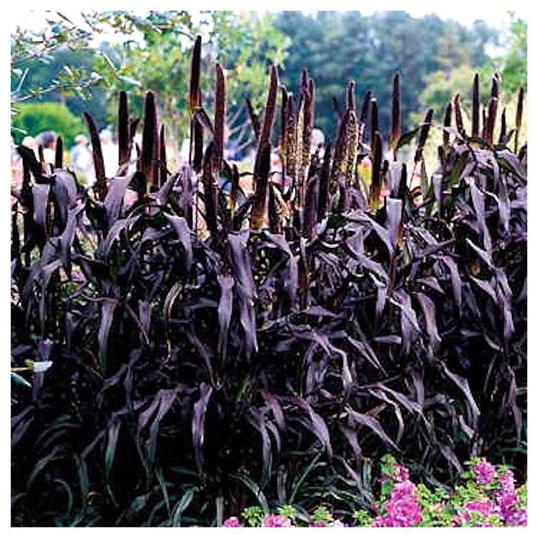 Majesty Millet Plant Seeds for Planting – Heirloom Non-GMO Organic Garden Seeds with High Germination | Neera Seeds product photo [neera-v4-ce9644cf7695c402799a]