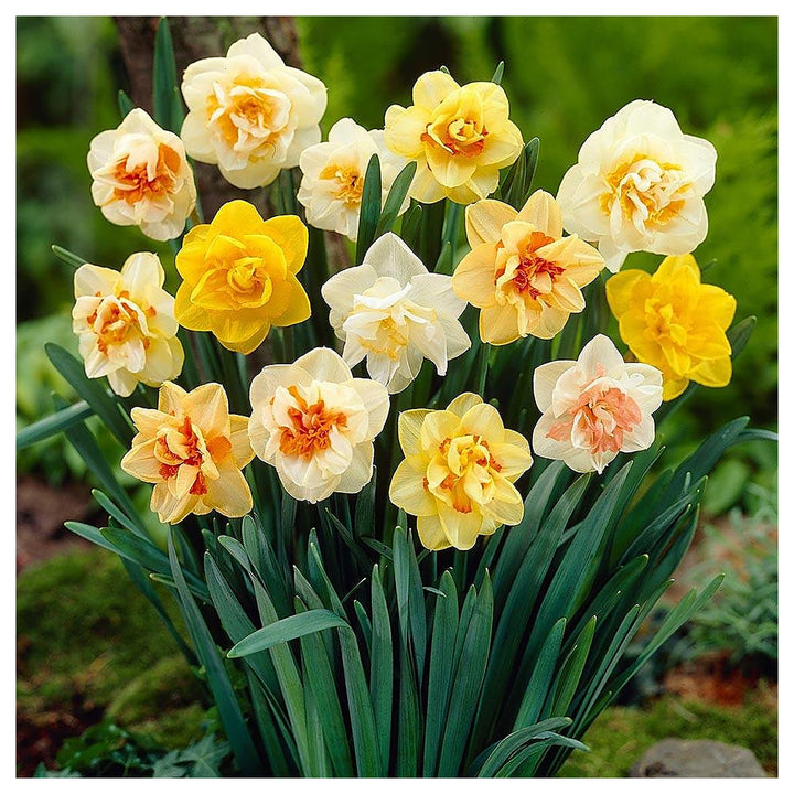 Mixed Daffodil Narcissus Flower Seeds for Planting – Heirloom, Non-GMO, Vibrant Blooms | Neera Seeds product photo [neera-v4-ce98d88f090bfb49daee]