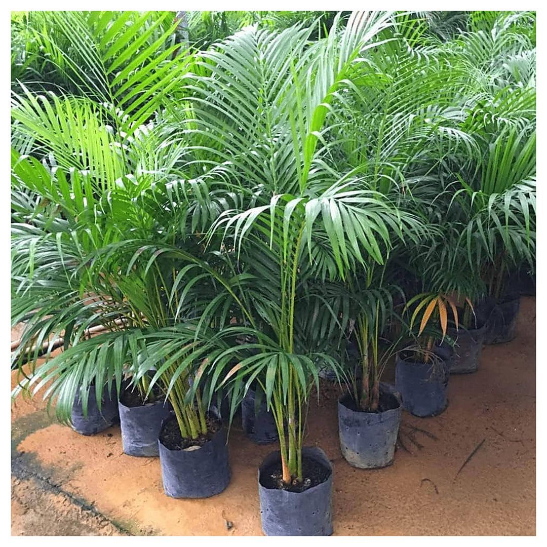 Heirloom Lady Palm (Rhapis excelsa) Seeds - Non-GMO, High Germination Organic Indoor Palm Garden Seeds for Planting | Neera Seeds product photo [neera-v4-ce9c35186df16cde3416]