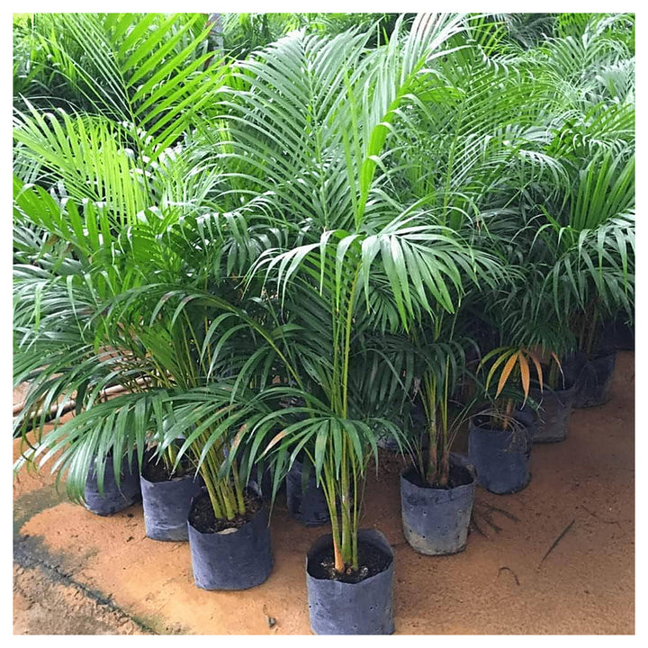 Heirloom Lady Palm (Rhapis excelsa) Seeds - Non-GMO, High Germination Organic Indoor Palm Garden Seeds for Planting | Neera Seeds product photo [neera-v4-ce9c35186df16cde3416]