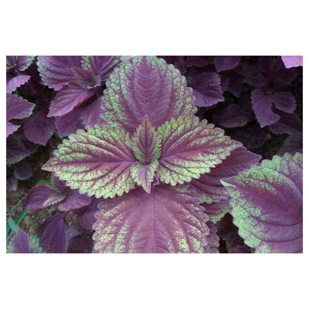 Purple & Green Shiso Seeds for Planting – Japanese Basil Perilla frutescens var. crispa, Heirloom, Non-GMO, High Ge | Neera Seeds product photo [neera-v4-ce9e48bbcd7aa28fdbd1]