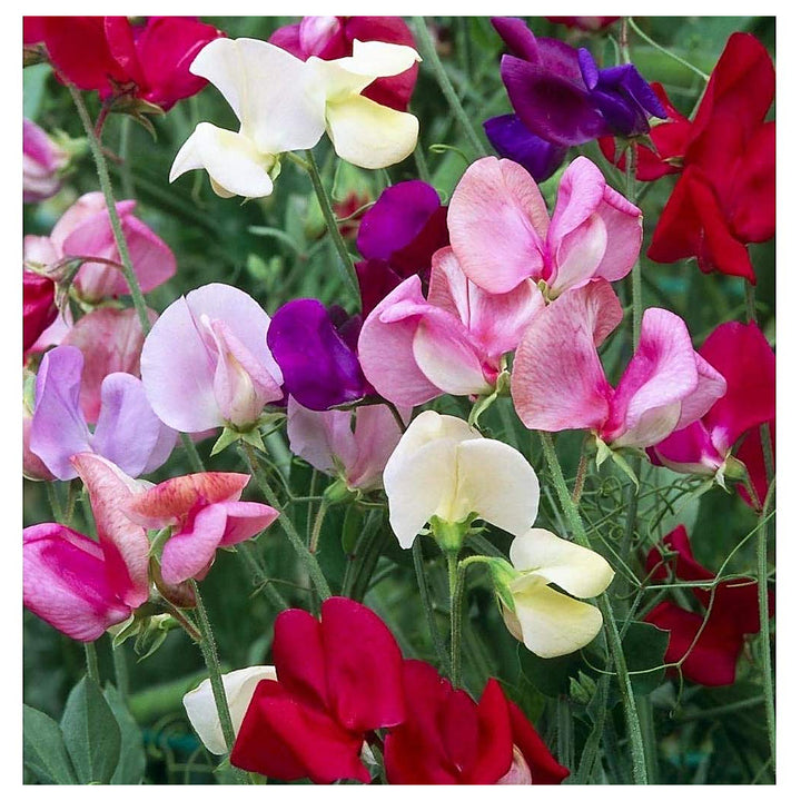 Heirloom Non-GMO Sweet Pea Knee Flower Seeds for Planting – Fragrant Climbing Blooms | High Germination | Neera Seeds product photo [neera-v4-cea4c59c8ee4ad936d81]