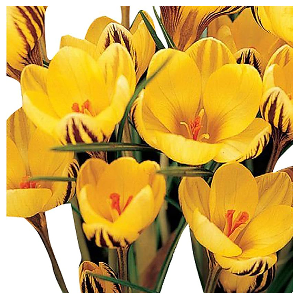 Yellow Crocus Flower Seeds for Planting – Heirloom, Non-GMO, High Germination Organic Garden Seeds for Early Spring | Neera Seeds product photo [neera-v4-cea945e2bd0befd83fc3]