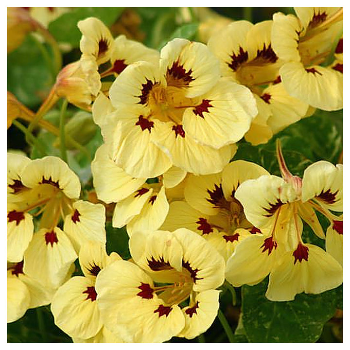 Heirloom Non-GMO Cream Pink Nasturtium Flower Seeds for Garden Planting – Edible Decorative Blooms | Neera Seeds product photo [neera-v4-ceb7dcb7601a6aa6a0f9]