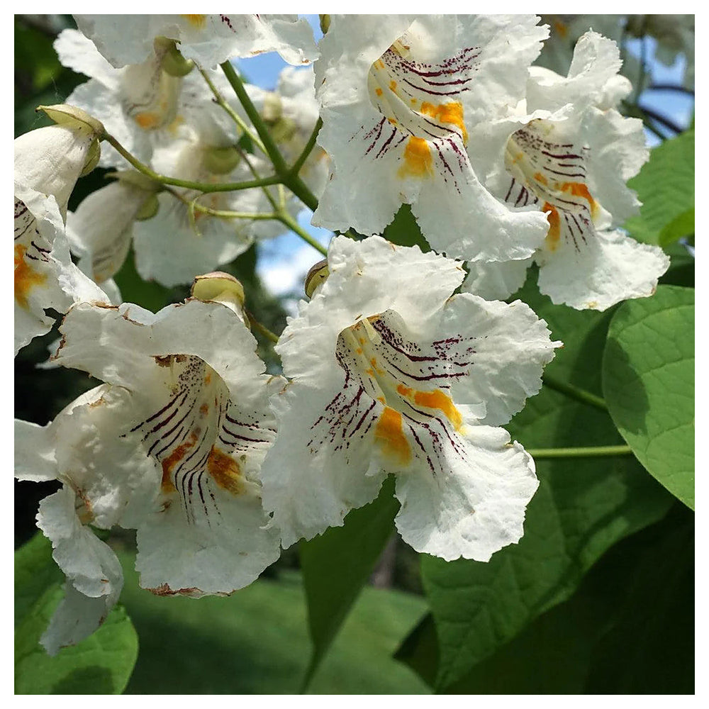 Heirloom Non-GMO White Catalpa Flower Seeds for Garden Planting – Fragrant Tree Blooms | Neera Seeds product photo [neera-v4-cebaef70a8f6058149e0]