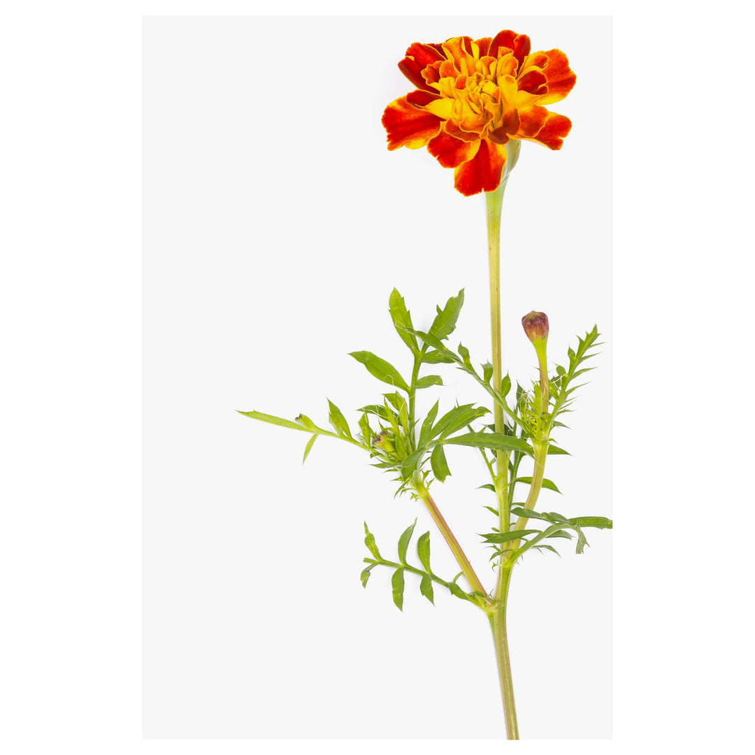 Heirloom Marigold Sparky Flower Seeds, Non-GMO Bright Blooms for Vibrant Garden Planting | Neera Seeds product photo [neera-v4-cec9e7e94bd0c0591f71]