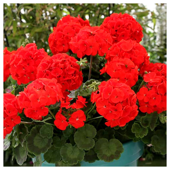 Geranium Apple Blossom Flower Seeds for Planting Red - Heirloom, Non-GMO, High Germination Organic Garden Seeds | Neera Seeds product photo [neera-v4-cecbd1b801448ab0a468]