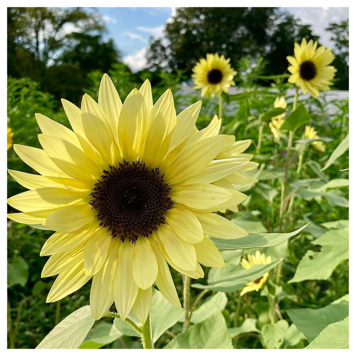 Sunflower Buttercream Flower Seeds – Heirloom, Non-GMO, High Germination Organic Garden Seeds for Planting | Neera Seeds product photo [neera-v4-cecf555d74c7fb54175b]