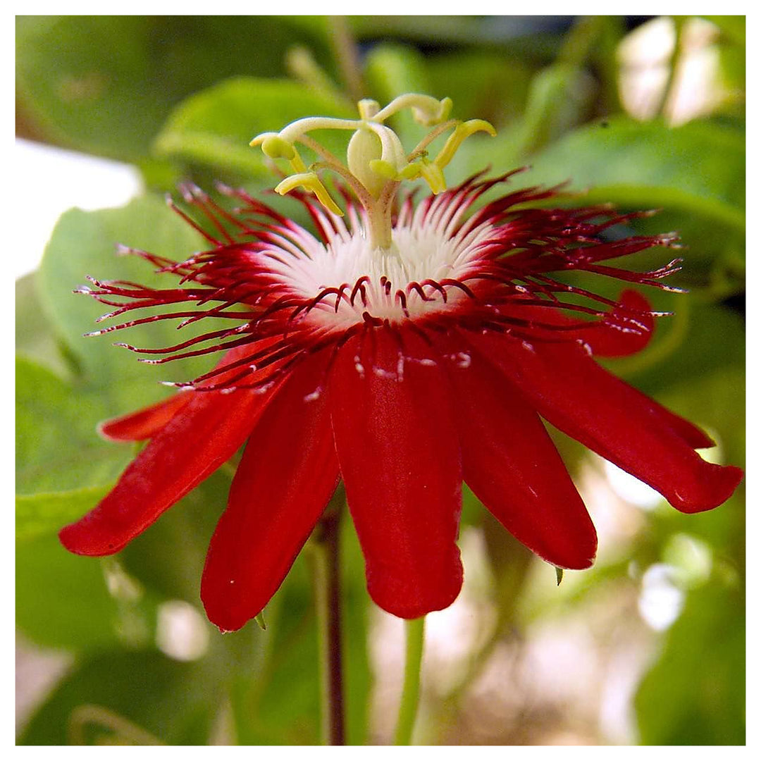 Red Passion Flower Fresh Passiflora Incarnata Planting Flower Seeds Home Garden Planting, | Neera Seeds product photo [neera-v4-cede0ab22aa259c02e47]