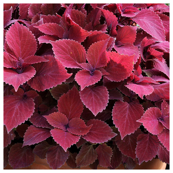 Heirloom Deep Red Coleus Flower Seeds for Planting – Non-GMO, Bold Ornamental Foliage Variety | Neera Seeds product photo [neera-v4-cef60129e0d0ca7b3e69]