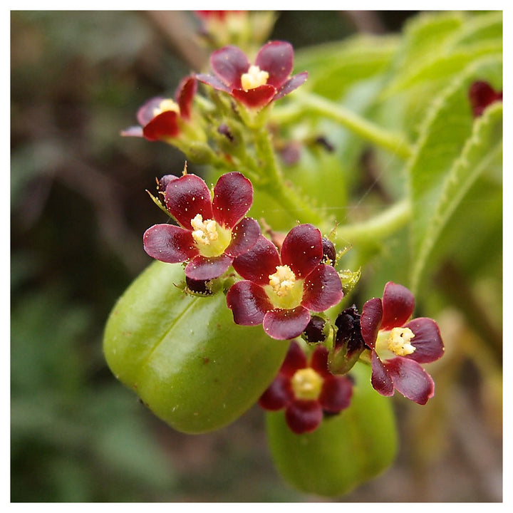 Organic Red Bellyache Bush Plant Seeds for Planting – Heirloom, Non-GMO | Neera Seeds product photo [neera-v4-cef8aa16788da54a26b4]